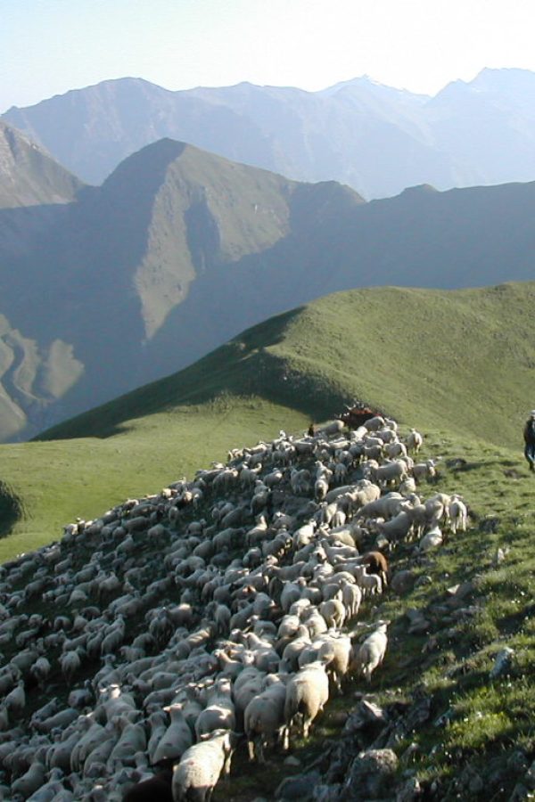 Transhumance